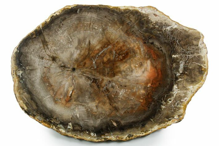 Polished Petrified Wood (Araucaria) Round - Madagascar #355352